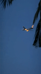 Dusk in Baan Bang Rak: palm trees, moon, and a quiet evening out