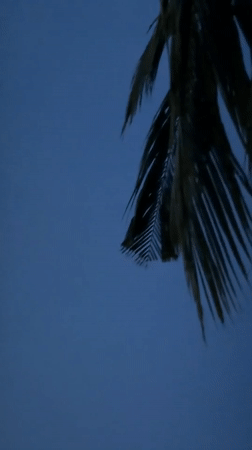 Dusk in Baan Bang Rak: palm trees, moon, and a quiet evening out
