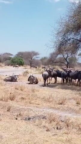 The video shows a group of wildebeest standing under a large tree in a dry, grassy field. Some wildebeest are resting, while others are standing and looking around. In the background, there are more trees and possibly other wildebeest. The sky is light blue.