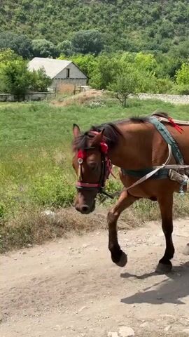 A brown horse with a red bridle and decorative red bows on its head is walking on a dirt path. The horse is wearing a harness. In the background, there is a field of green grass and trees, and a small building with a white roof. The sky is not visible.