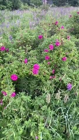 The video shows a close-up view of a bush with vibrant pink roses in bloom. The roses are large and full, with many petals. The bush is covered in lush green leaves. In the background, there is a field of purple flowers, possibly lupines, and some tall grasses. The lighting suggests it may be late afternoon or early evening, with soft, diffused light. The camera is moving slightly, giving a sense of gentle panning or slight hand shake. There are no people visible in the video.