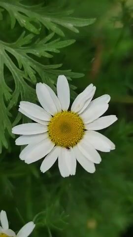A close-up shot focuses on a single white daisy with a yellow center. A small black insect is visible on the center of the flower. The daisy is surrounded by green foliage, with a large, lacy green leaf positioned to the upper left of the flower. The background is a soft blur of green.