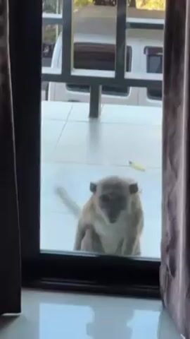 A monkey sits on a white tiled porch and looks through a glass door with a black frame. A leaf sits on the floor near the monkey. Part of a white van with tinted windows is visible in the background. Heavy burgundy curtains frame the door on either side from the indoor perspective.