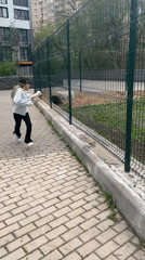 Child plays at Mytishchi playground with dogs and pigeons
