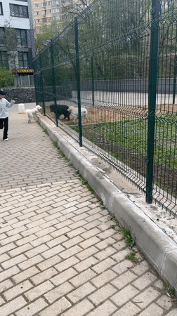 Child plays at Mytishchi playground with dogs and pigeons