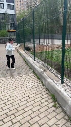 Child plays at Mytishchi playground with dogs and pigeons