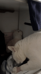 White cat photographed during daily activities in North Jakarta home