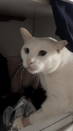 White cat photographed during daily activities in North Jakarta home