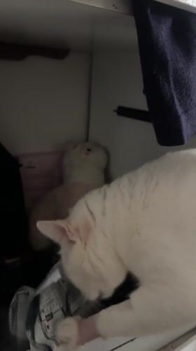 White cat photographed during daily activities in North Jakarta home