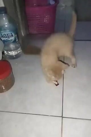 A light orange kitten plays with a small black object on a tiled floor. In the background, there is a pink basket and a clear jar with a brown lid. The kitten bats at the object with its paw and mouth.