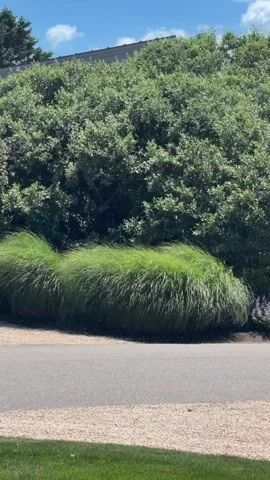 A gently swaying clump of ornamental grass with long, flowing blades of green sits in front of a large, dense, green leafy bush. A grey paved pathway runs horizontally across the lower portion of the frame, with a strip of light brown gravel or mulch between the pathway and the grass. In the foreground, a small section of bright green grass is visible. In the background, the top of a building with a lighter colored roof is partially obscured by the bush, and a bright blue sky with a few scattered white clouds is visible above. The scene appears to be outdoors on a sunny day.