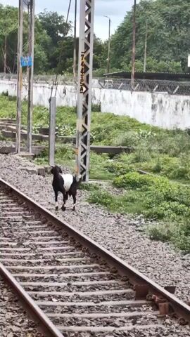 A black and white goat stands on railroad tracks. It is facing left and looking away from the camera. The goat is standing on a gravel bed next to two parallel train tracks. In the background, there are utility poles, lush green vegetation, and a white concrete wall. The sky is overcast.