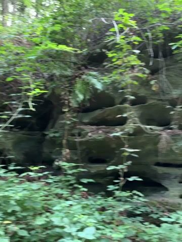 The video shows a rock formation covered in moss and vines in a forest. The rock has many holes and crevices, creating an interesting texture. Lush green foliage surrounds the base of the rock formation, with trees and branches overhead. The lighting suggests it is daytime, with dappled sunlight filtering through the leaves. The camera slowly pans across the rock face, giving a full view of its weathered appearance and the surrounding vegetation.