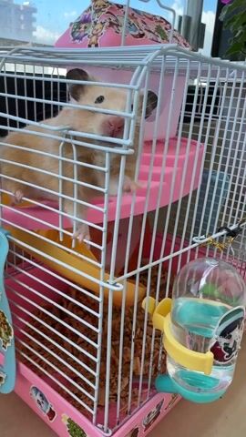 A hamster is in a wire cage. The cage has multiple levels, some pink stairs, and a water bottle. The hamster is light brown with a pink nose and black eyes. It moves around inside the cage.