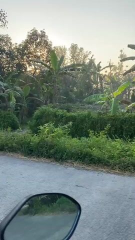 The video shows a perspective from a vehicle, likely a motorcycle, moving along a paved road. The sun is low in the sky, casting a warm glow and creating lens flare effects. The environment is lush and green, with abundant vegetation including banana trees and other tropical plants. On the right side of the road, there are houses and some signs. One sign has text in what appears to be a Southeast Asian language. The overall impression is of a rural or semi-rural setting in the early morning or late afternoon.