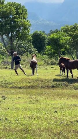 A man chases a brown and white horse across a grassy field on a sunny day. The man is wearing a long-sleeved dark shirt, tan shorts, and a light-colored hat. He is running with his arms out to the sides, holding a rope connected to the horse's bridle. The horse is galloping away from the man, its head held high. Two other brown horses, one with a foal, stand in the background. The field is green with patches of dry grass and small hills. Trees surround the field, and a mountain range is visible in the distance.