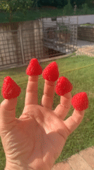 Five raspberries, one per finger, in a Tuscan garden