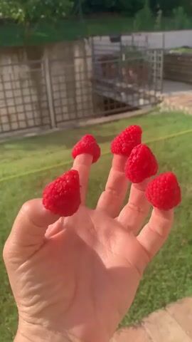 A hand holds up five raspberries, one on each fingertip and one on the thumb, against a blurred green outdoor background with a fence and garden. The fingers are spread apart.
