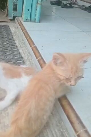 Two orange and white kittens are on a light-colored tiled floor with a raised lip along the edge of a doorway. The kitten on the left is lying down with its head facing forward. The kitten on the right is standing and leaning against the raised lip. Both kittens appear to be looking down and slightly to the right. Behind the kittens, there is a blue structure and some greenery.