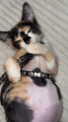 Calico cat in harness rests on blanket in Kuta