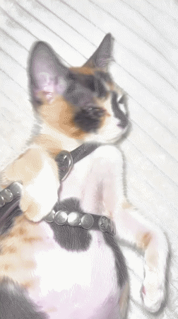 Calico cat in harness rests on blanket in Kuta
