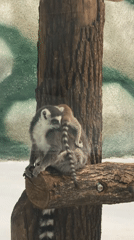 Zoo visitors observe lemurs, mandrills during midday in Perm
