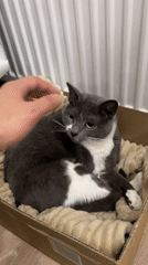 Cat enjoys petting while resting in cardboard box in Tbilisi