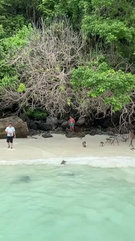 A man in swim trunks stands on a rocky, sandy beach near the water. Several monkeys are on the beach, some interacting with each other. A person in dark clothing walks away from the water towards the monkeys. Lush green foliage hangs over the beach from above, with exposed branches and rocks. The water is clear and turquoise, with waves lapping at the shore.