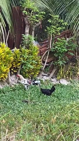A rooster with white, black, and red plumage stands in green grass, facing left. To its right and slightly behind it, a black hen stands. In the background, there are various green plants, a rusty corrugated metal structure, and palm fronds. The scene appears to be outdoors in a natural setting.