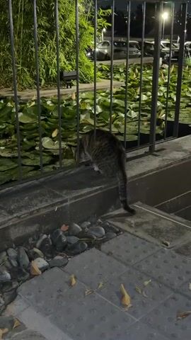 A tabby cat is captured at night, perched on a concrete ledge next to a metal fence. Through the fence, a pond filled with lily pads is visible. The cat initially leans down, appearing to investigate or drink from the water. After a moment, it looks up, turns, and walks down a set of concrete steps away from the pond, letting out a soft meow. In the background, there is green foliage, and distant streetlights illuminate cars in what appears to be a parking area or street. The scene is set in Nir Eliyahu, Israel.