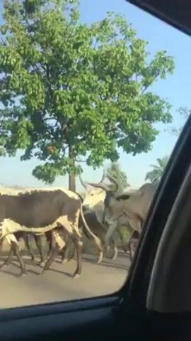 From inside a car, a person records a herd of cattle crossing a road. The cows are various colors. A man in a red hat and red pants walks in front of the cows, seemingly herding them. The scene is in daytime under a blue sky. Trees line the side of the road.