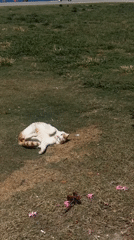 Cat rolls over on grass in Fethiye, Turkey