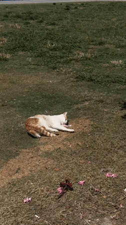 Cat rolls over on grass in Fethiye, Turkey