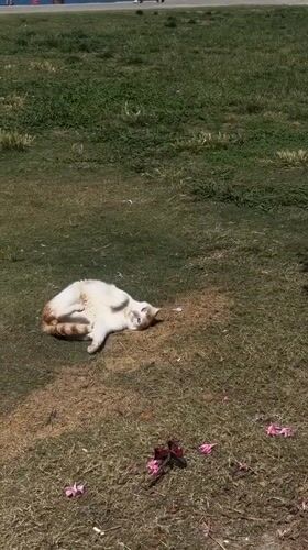 Cat rolls over on grass in Fethiye, Turkey