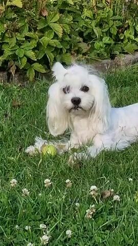 The video shows a small white dog with long, flowing fur lying in a grassy area. The dog is looking directly at the camera initially, with a yellow ball near its paws. The dog then lowers its head to interact with the ball, nudging it with its nose and appearing to chew on it. The background consists of green foliage and some clover flowers. The lighting suggests it is daytime.