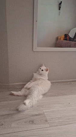 Cat naps on floor while robot vacuum navigates around it