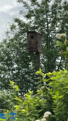 A wooden birdhouse sits atop a pole, surrounded by green trees and bushes with white flowers. A dark shape is visible inside the entrance to the birdhouse.  The sky is overcast.