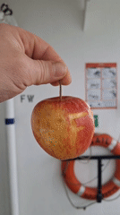 Apple carved with "FRUIT" photographed in Belum, Germany