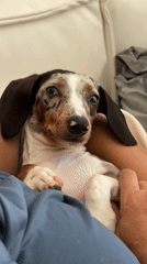 Small dogs rest on white couch in Indonesian home