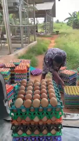 In an outdoor setting near a chicken farm, two men are carefully handling multiple stacks of eggs in colorful trays. They are placing the filled egg trays onto the back of a vehicle. The area surrounding them is grassy, with some buildings and structures visible, including chicken coops and a shed.