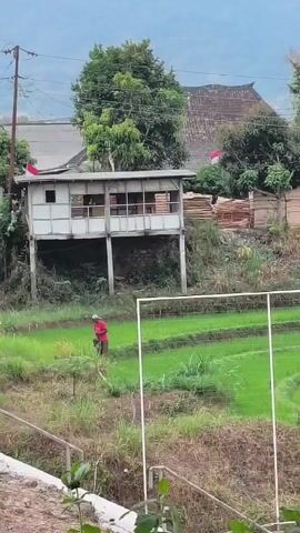 A person in a red shirt and brown pants is walking through a rice paddy, holding a long pole. They are surrounded by lush green rice plants. In the background, there is a white building on stilts with a corrugated metal roof and a wooden structure to the right. A red and white flag is flying from the wooden structure. The scene is set on a hillside with trees and power lines visible.