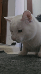 White cat fixates on a beetle, poking and prodding it
