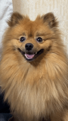 Pomeranian dog filmed smiling in Khimki, Russia