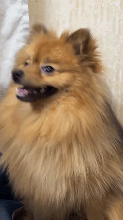 Pomeranian dog filmed smiling in Khimki, Russia