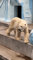 Polar bear roaming its Arctic-themed zoo enclosure in Novosibirsk