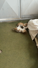 Kittens playing and napping captured in Ruse, Bulgaria