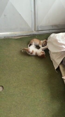 Kittens playing and napping captured in Ruse, Bulgaria