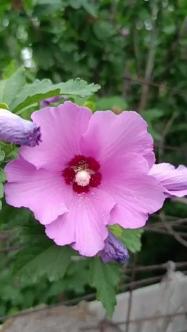 A close-up shot captures a pink hibiscus flower in full bloom, its delicate petals unfurling. In the center of the flower, a bee busily collects nectar. The bee's body is a striking contrast of yellow and black stripes, and its fuzzy texture is visible in the sharp focus. The background is a blur of green foliage and a hint of a gray fence, suggesting an outdoor garden setting. The camera moves slightly, causing a subtle shift in the focus and framing of the scene.