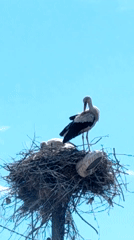 Storks observed nesting atop utility pole