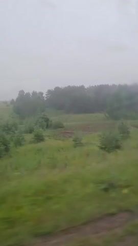 A low-angle, slightly blurry video shows a passing view from a vehicle moving through a landscape. The sky is overcast and light. In the foreground, green grass and brown dirt are visible, indicating the road or verge. The middle ground features a field with various shades of green grass and small to medium-sized trees scattered throughout. Further in the background, a dense line of dark green trees forms a treeline against the sky. The overall impression is of a rural or semi-rural environment on a cloudy day, possibly with rain as evidenced by the slight blur and subdued light. The video captures movement from left to right, suggesting the camera is positioned inside a moving vehicle. No people or specific animals are visible, and the focus is on the natural scenery.